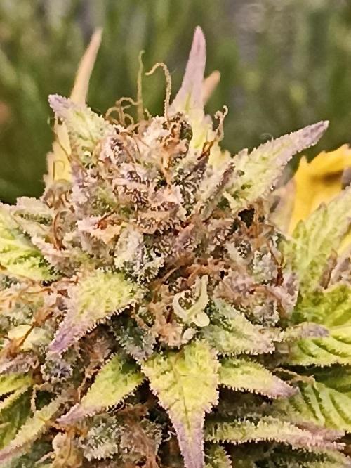 Royal Cookies 🍪 🤤. Week 12