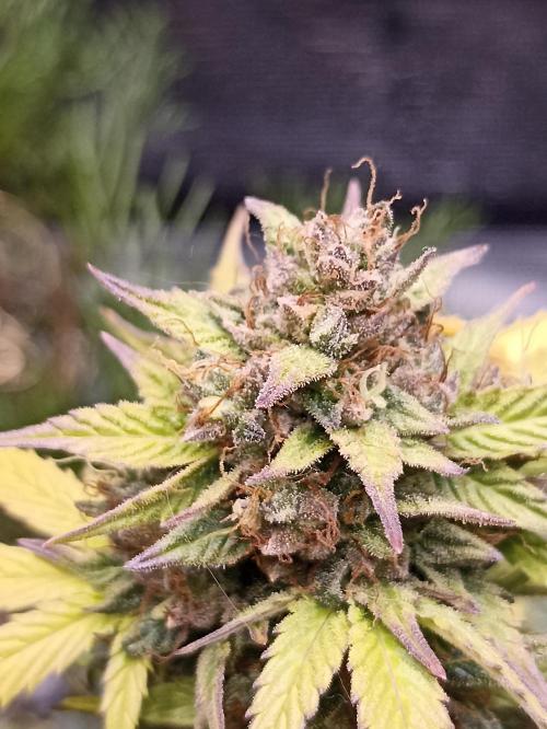 Royal Queen Seeds - Royal Cookies Automatic door JiveBear916