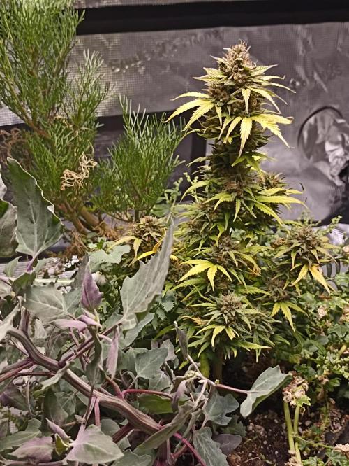 Royal Cookies 🍪 🤤. Week 12