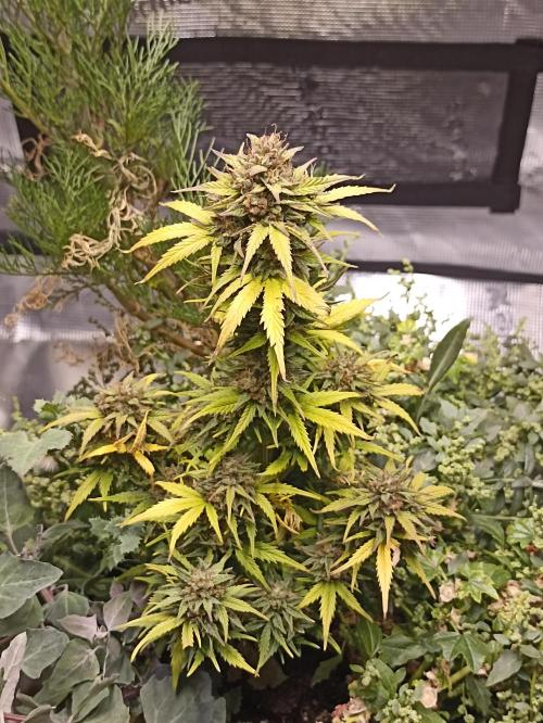 Royal Cookies Automatic. Week 12