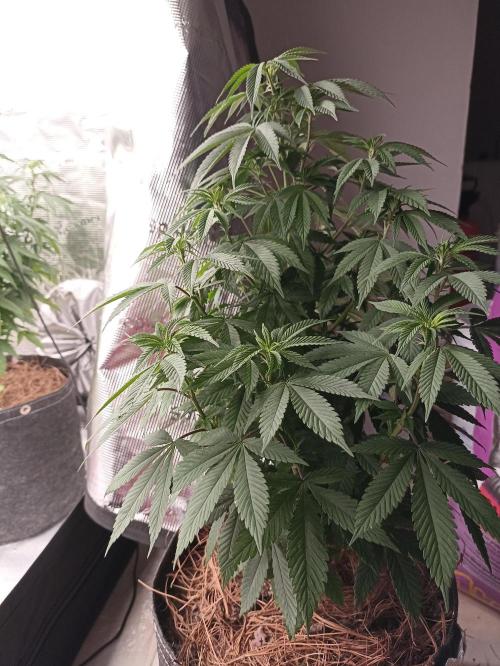 Special Kush #1. Week 11