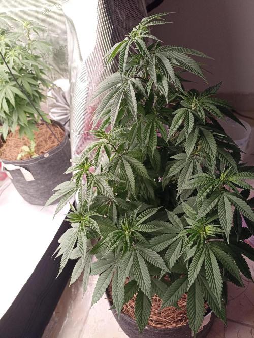 Special Kush #1. Week 11