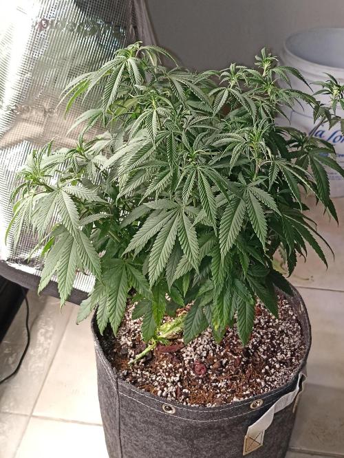 Special Kush #1. Week 11