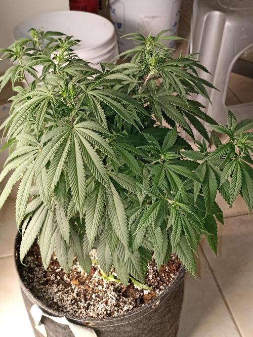 Special Kush #1. Week 11