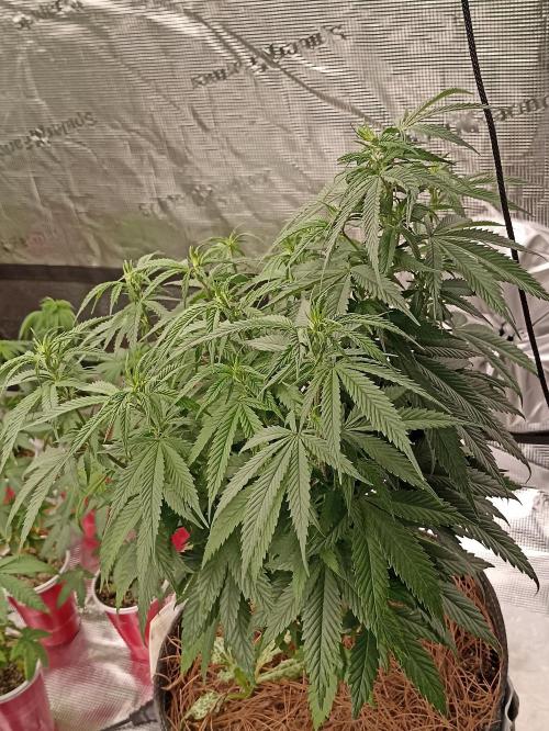 Special Kush #1. Week 11