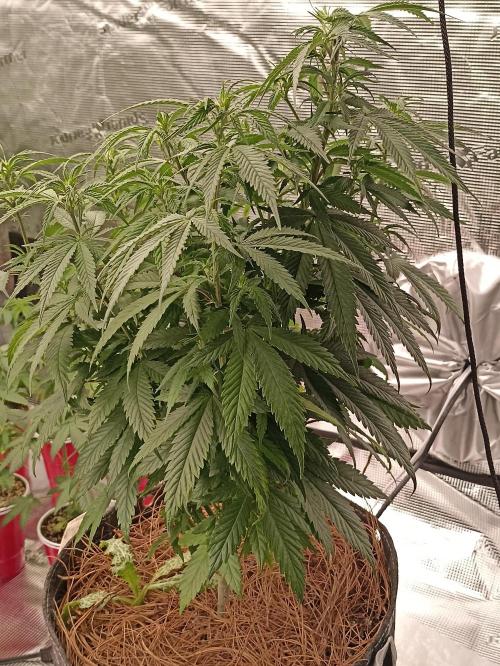 Special Kush #1. Week 11
