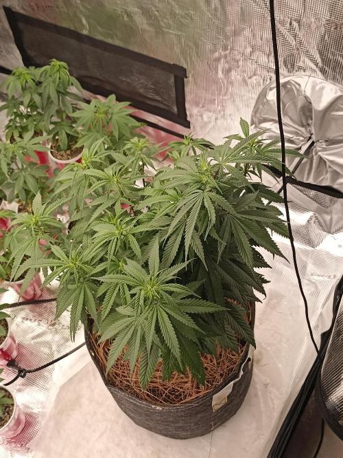 Special Kush #1. Week 11