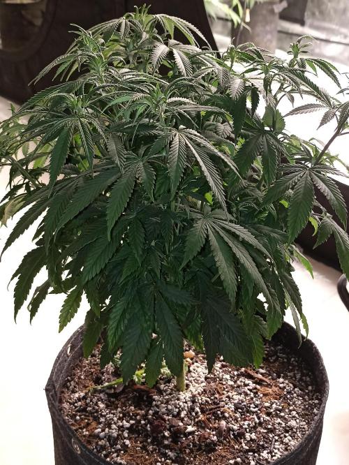 Special Kush #1. Week 11