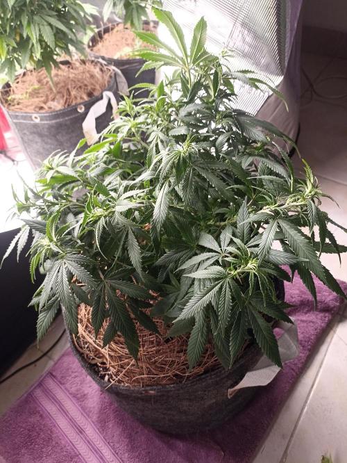 Cookies Gelato Feminized 🍪 🍦. Week 11