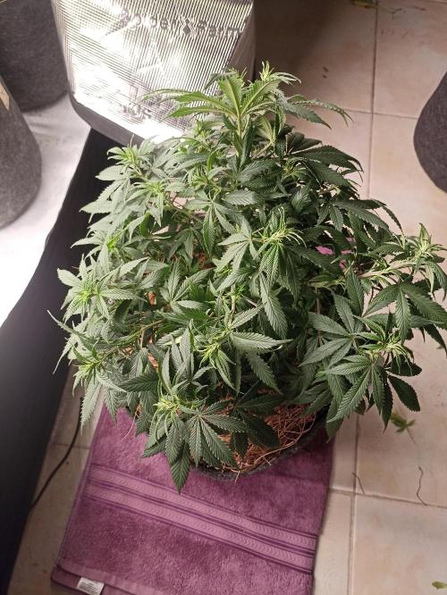 Cookies Gelato Feminized 🍪 🍦. Week 11