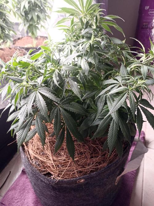 Cookies Gelato Feminized 🍪 🍦. Week 11