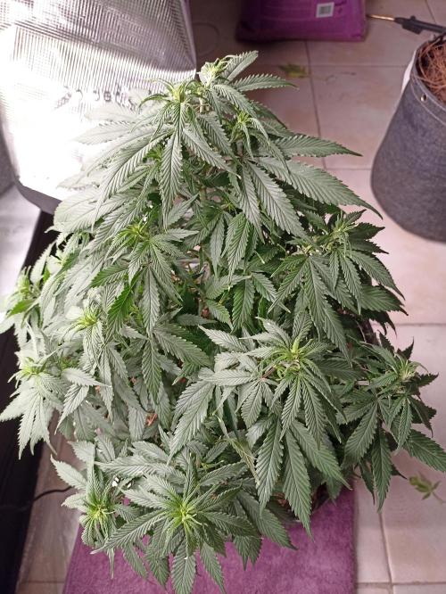 Cookies Gelato Feminized 🍪 🍦. Week 11