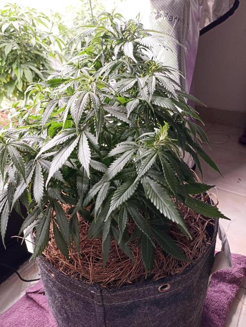 Cookies Gelato Feminized 🍪 🍦. Week 11