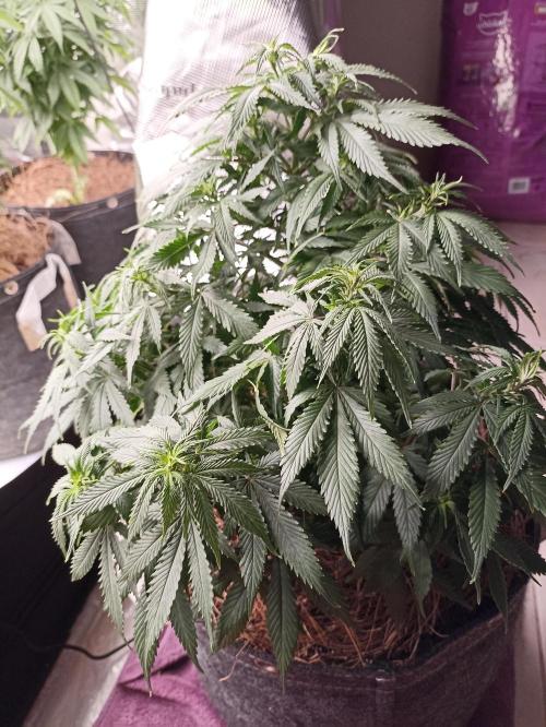 Cookies Gelato Feminized 🍪 🍦. Week 11