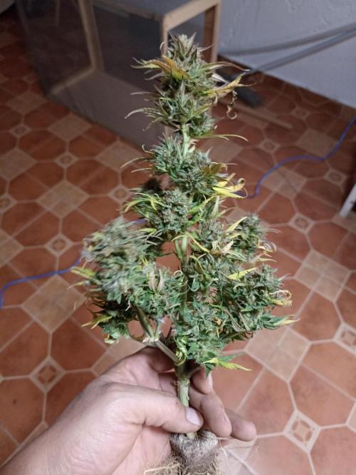 Royal Cookies 🍪 🤤. Week 13