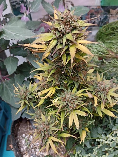 Royal Cookies Automatic. Week 13