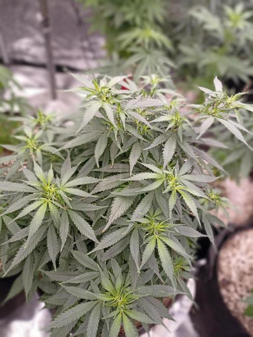 Cookies Gelato Feminized 🍪 🍦. Week 12