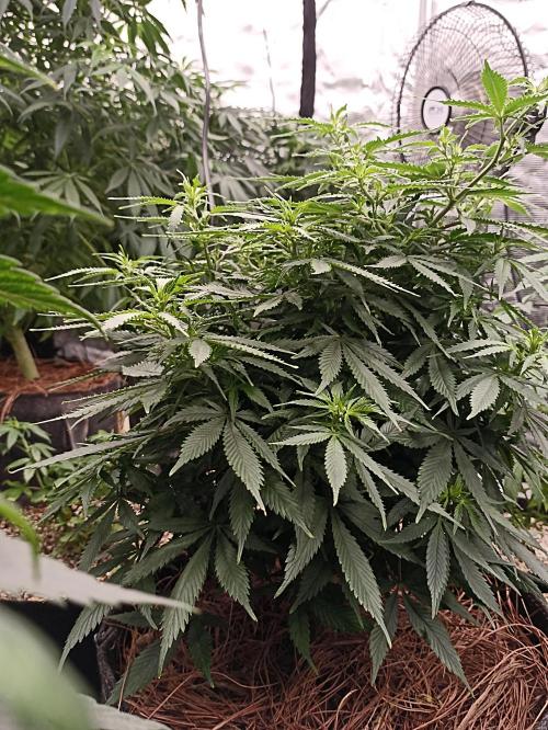 Cookies Gelato Feminized 🍪 🍦. Week 12