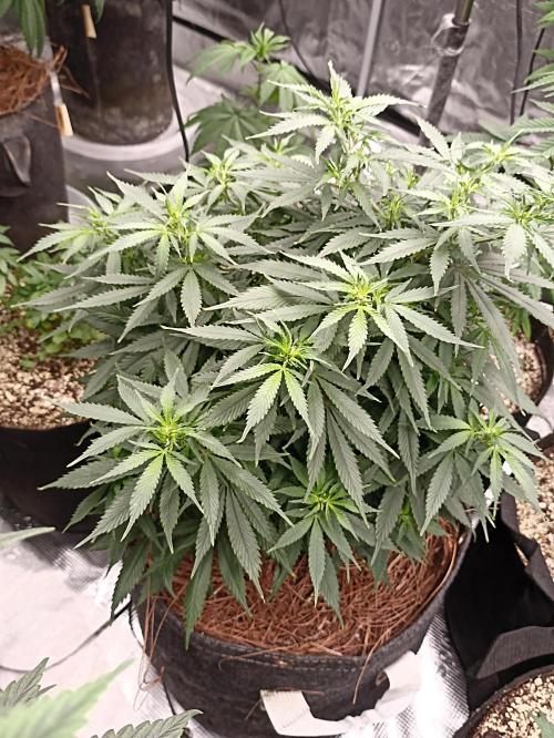 Cookies Gelato Feminized 🍪 🍦. Week 12