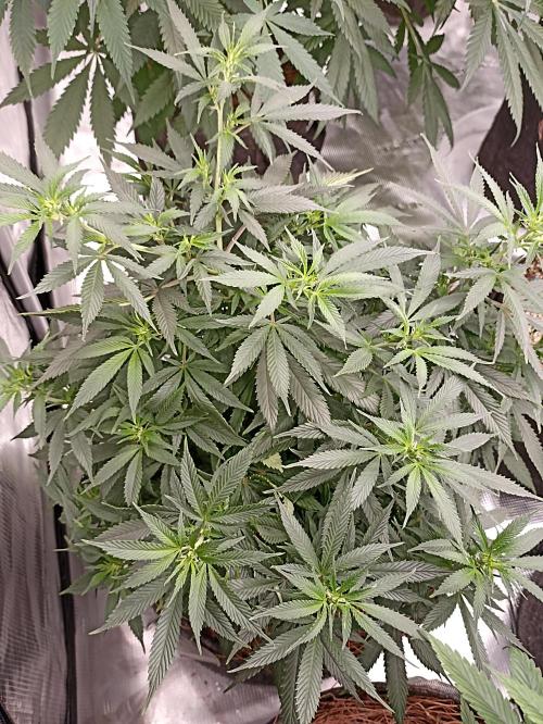 Cookies Gelato Feminized 🍪 🍦. Week 12