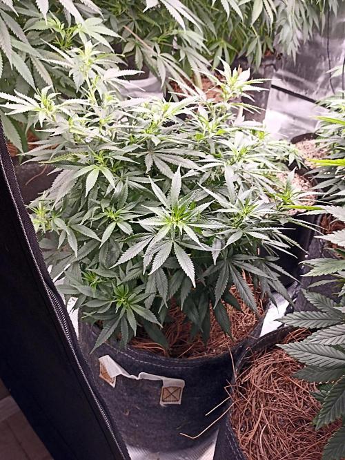 Cookies Gelato Feminized 🍪 🍦. Week 12