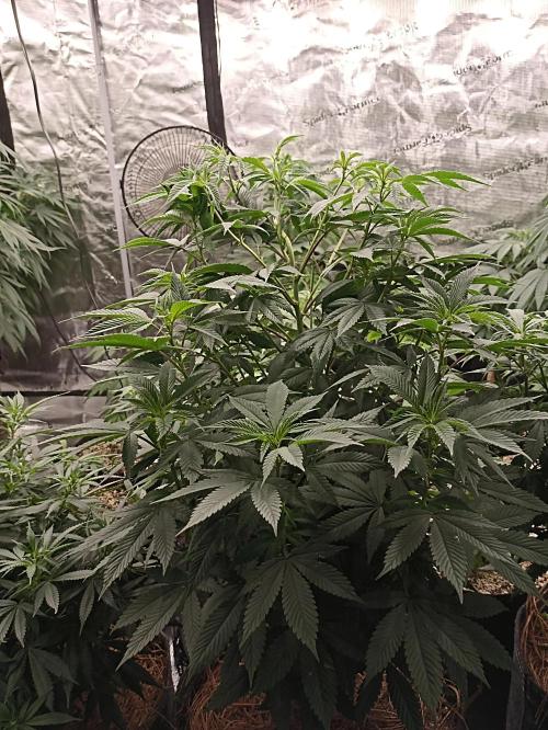 Special Kush #1. Week 12