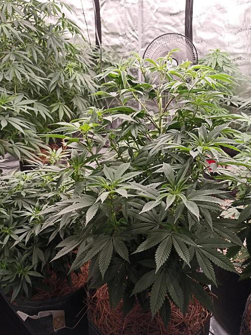Special Kush #1. Week 12