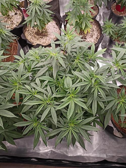 Special Kush #1. Week 12