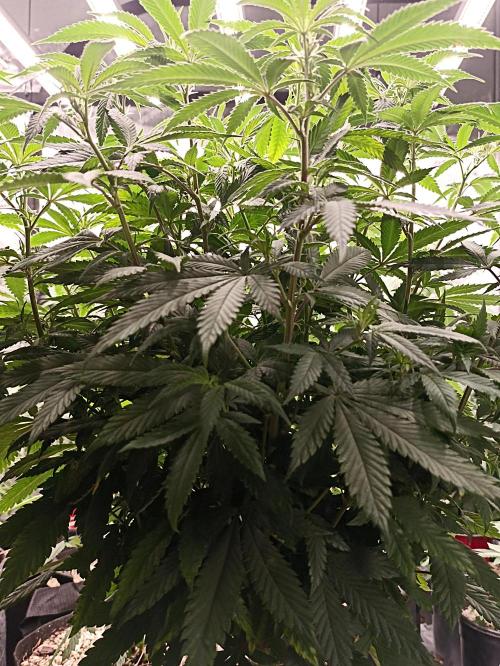 Special Kush #1. Week 12