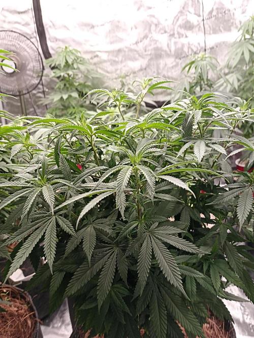 Special Kush #1. Week 12