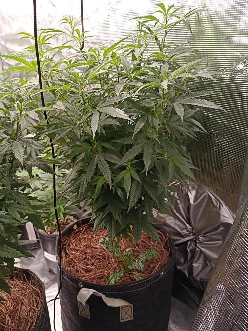 Special Kush #1. Week 12