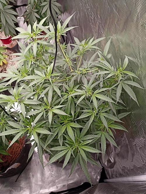 Special Kush #1. Week 12