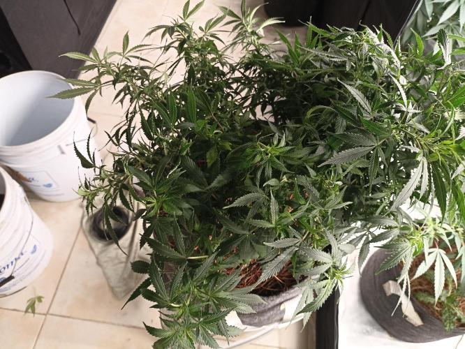 Cookies Gelato Feminized 🍪 🍦. Week 13
