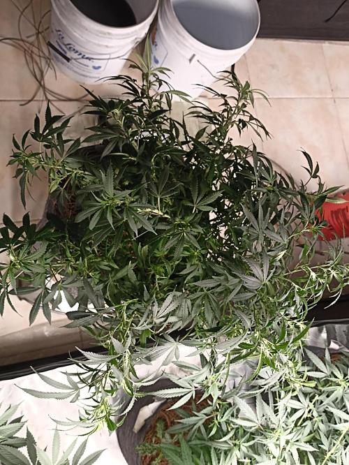 Cookies Gelato Feminized 🍪 🍦. Week 13