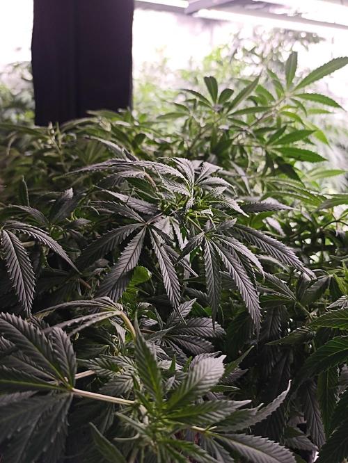 Cookies Gelato Feminized 🍪 🍦. Week 13