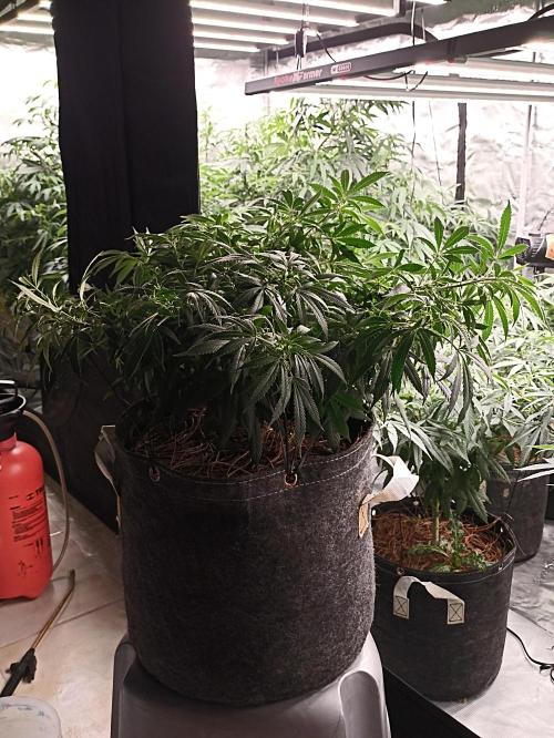 Cookies Gelato Feminized 🍪 🍦. Week 13