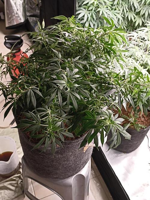 Cookies Gelato Feminized 🍪 🍦. Week 13
