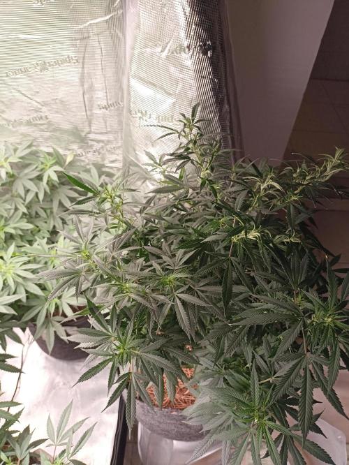 Cookies Gelato Feminized 🍪 🍦. Week 13