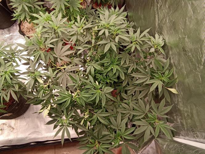 Special Kush #1. Week 13