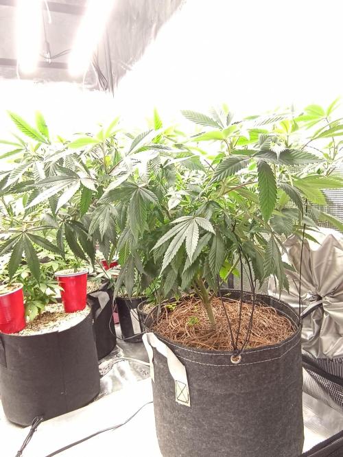 Special Kush #1. Week 13