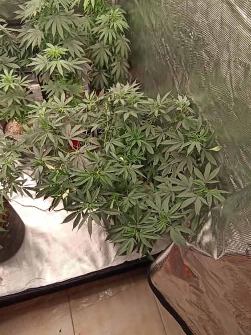 Special Kush #1. Week 13
