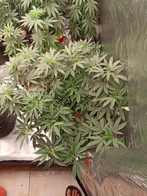 Special Kush #1. Week 13