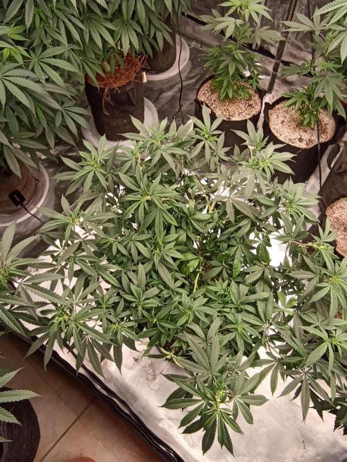 Special Kush #1. Week 13