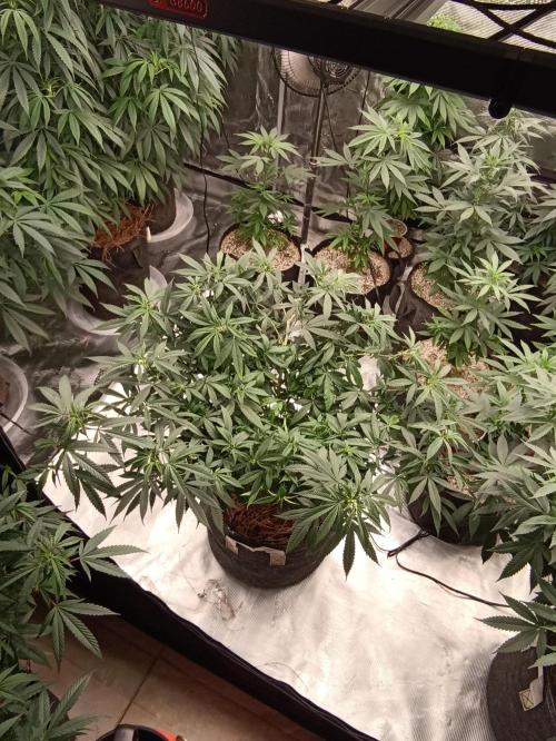 Special Kush #1. Week 13