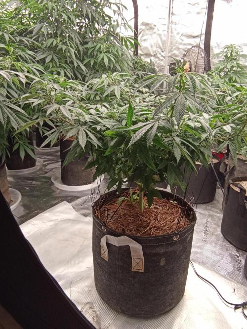 Special Kush #1. Week 13