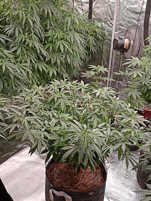 Special Kush #1. Week 13