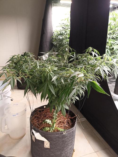 Special Kush #1. Week 13