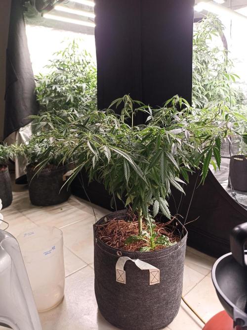 Special Kush #1. Week 13