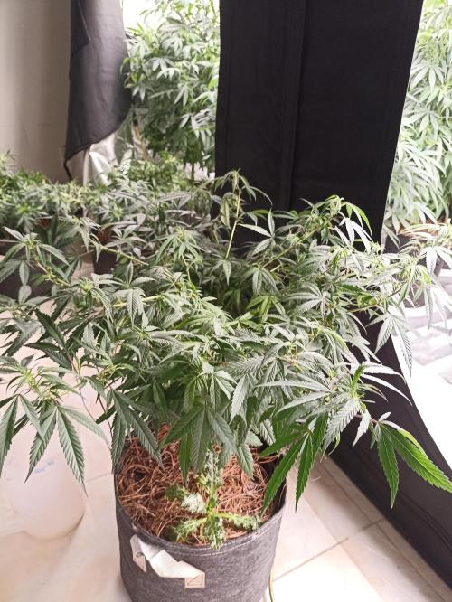 Special Kush #1. Week 13