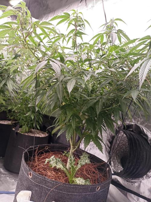Special Kush #1. Week 14